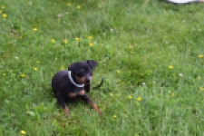 Pinscher (reu) 29168