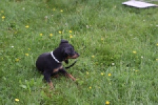 Pinscher (reu) 29168