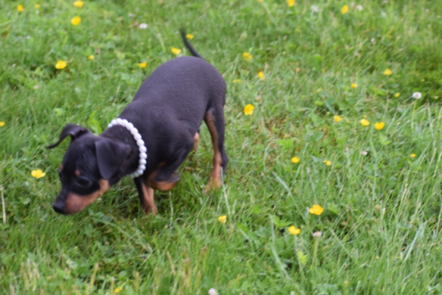 Pinscher (reu) 29168
