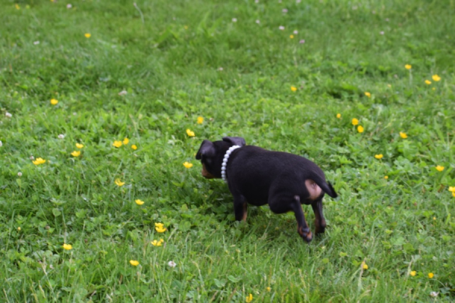 Pinscher (reu) 29168