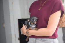Pinscher (teef) 29171