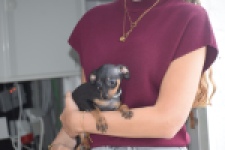 Pinscher (teef) 29171