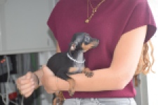 Pinscher (teef) 29171