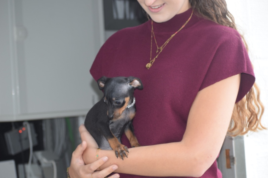 Pinscher (teef) 29171
