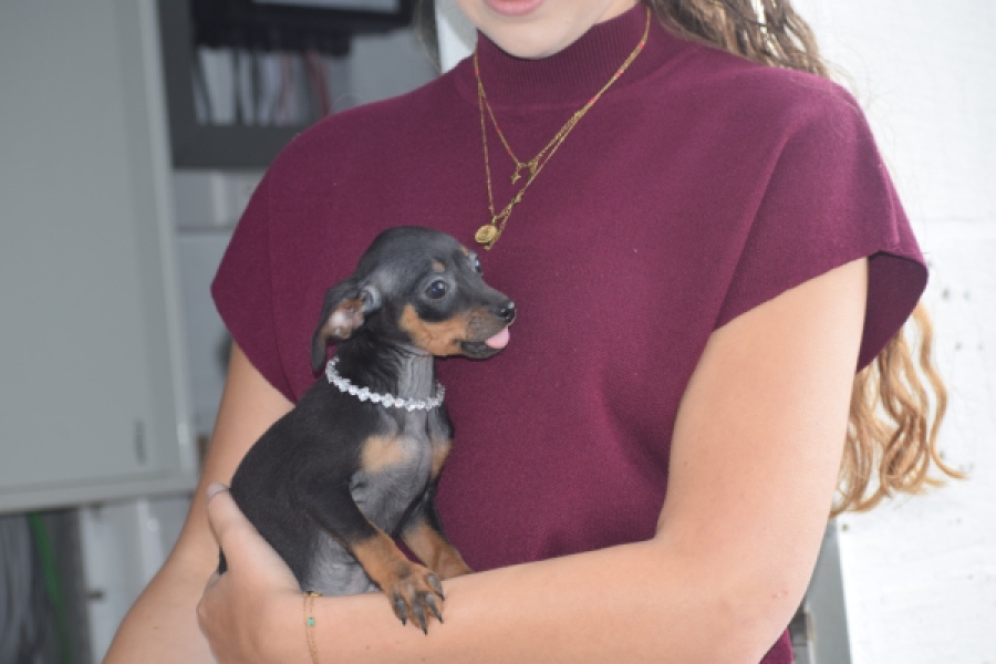 Pinscher (teef) 29171