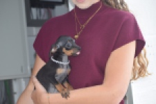 Pinscher (teef) 29171