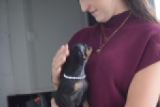 Pinscher (teef) 29171