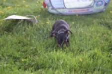 Pinscher (teef) 29171