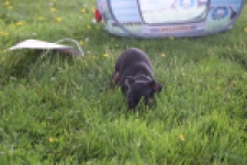Pinscher (teef) 29171