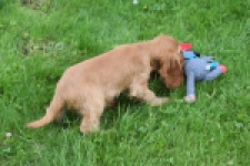 Engelse cocker spaniel (reu) 29162