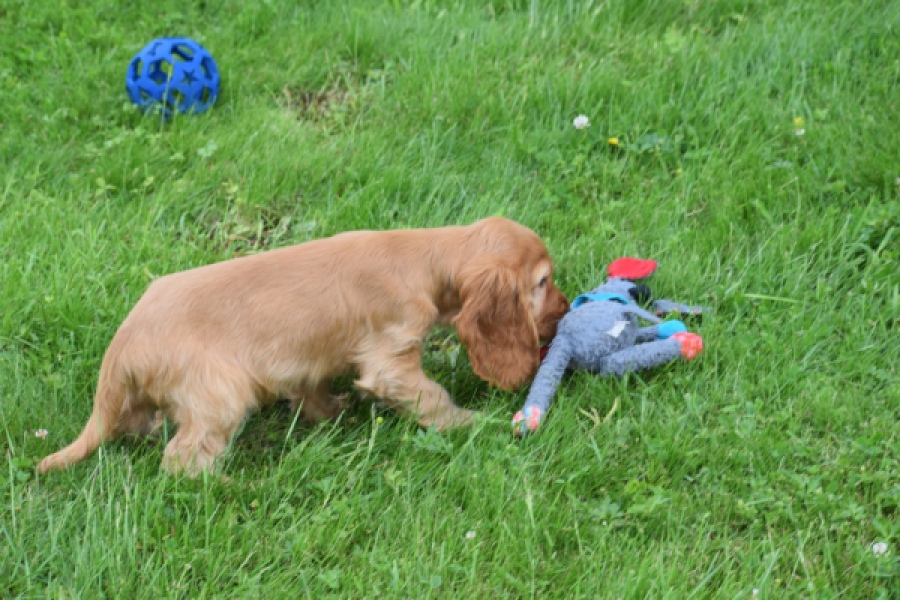 Engelse cocker spaniel (reu) 29162