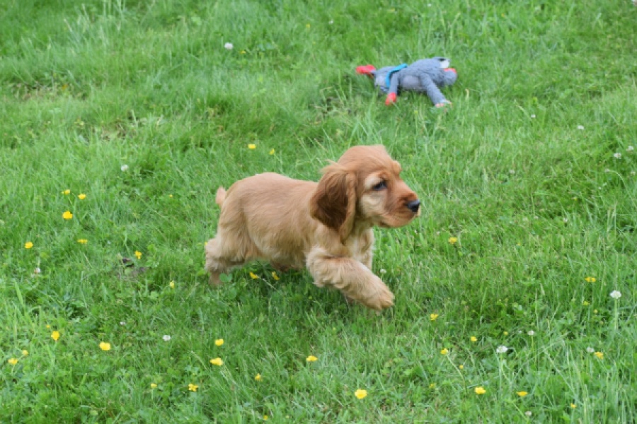 Engelse cocker spaniel (reu) 29162
