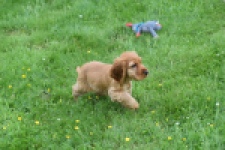Engelse cocker spaniel (reu) 29162