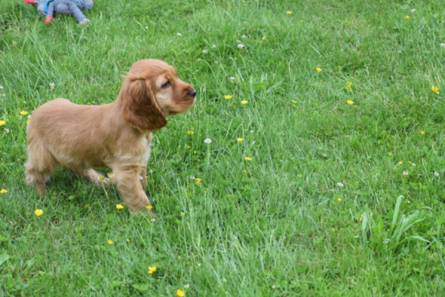 Engelse cocker spaniel (reu) 29162