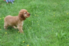 Engelse cocker spaniel (reu) 29162