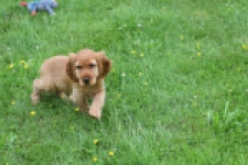 Engelse cocker spaniel (reu) 29162