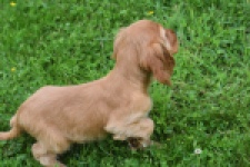 Engelse cocker spaniel (reu) 29162