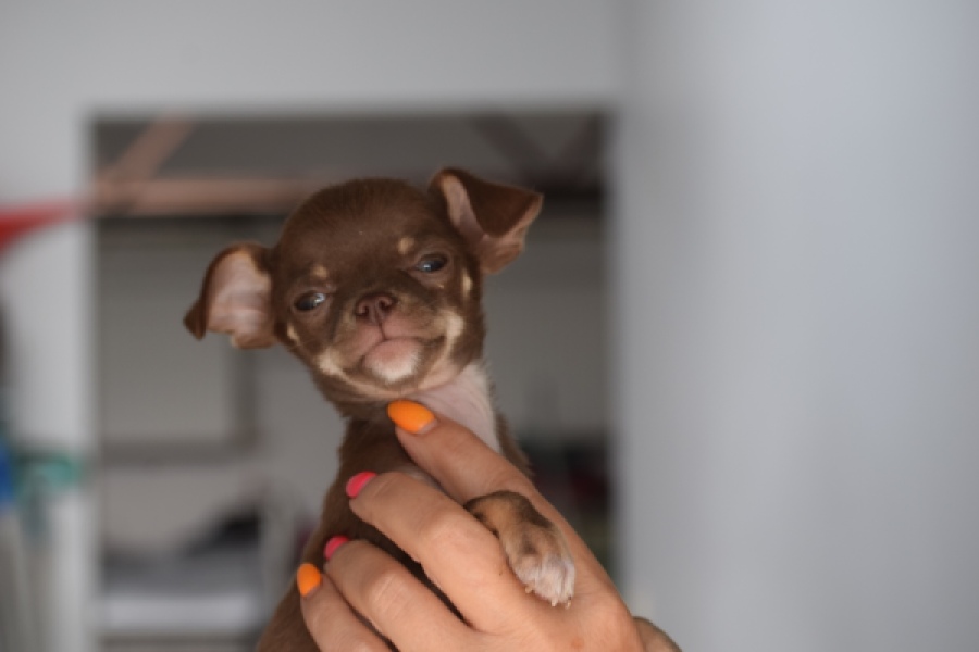Chihuahua (reu) 64459