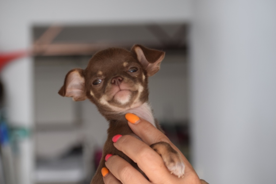 Chihuahua (reu) 64459