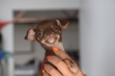 Chihuahua (reu) 64459