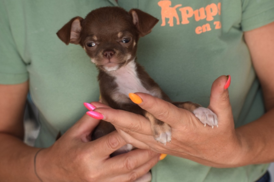 Chihuahua (reu) 64459
