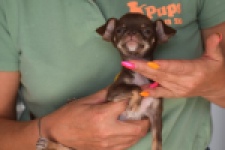 Chihuahua (reu) 64459