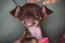 Chihuahua (reu) 64459