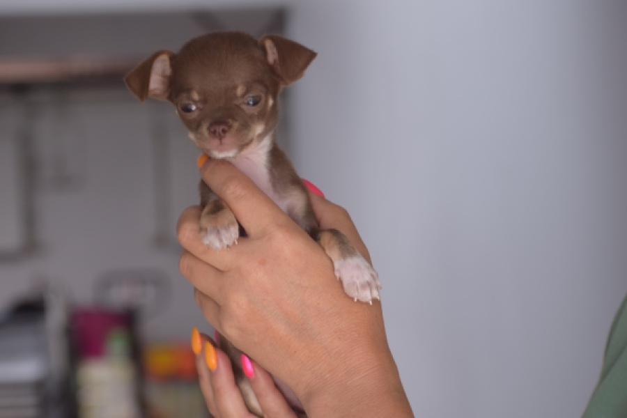 Chihuahua (reu) 64459