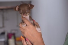 Chihuahua (reu) 64459