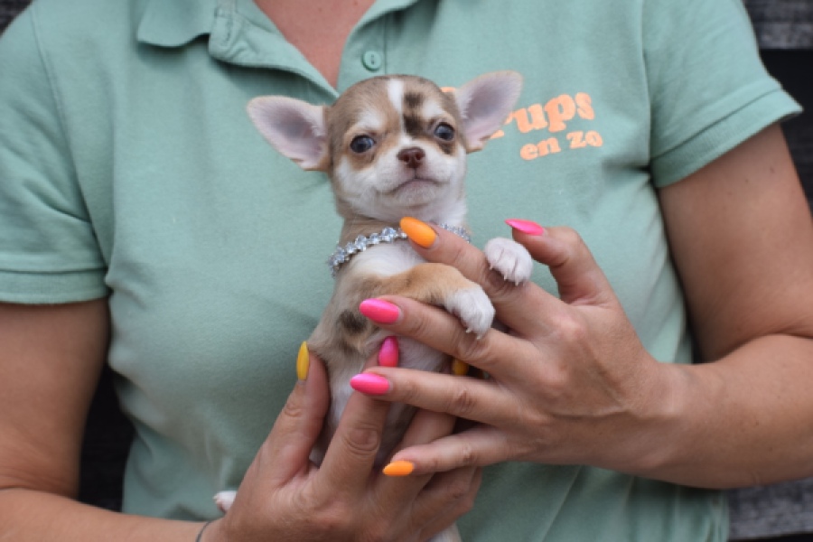 Chihuahua (teef) 64476