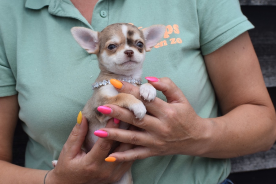 Chihuahua (teef) 64476