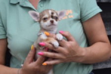 Chihuahua (teef) 64476