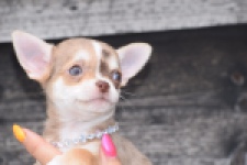Chihuahua (teef) 64476
