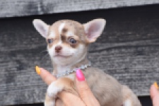 Chihuahua (teef) 64476