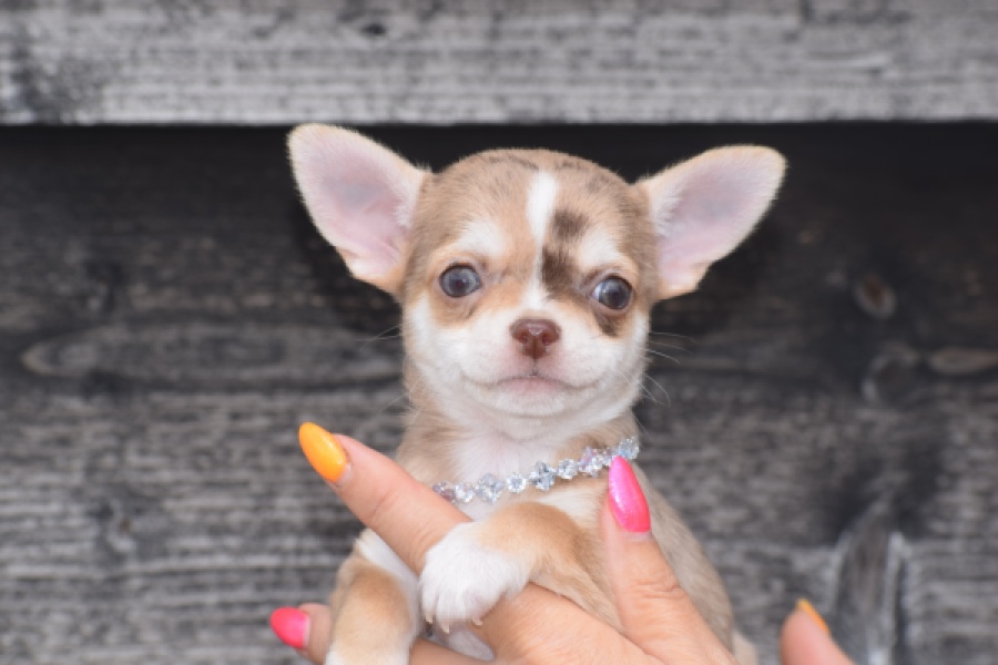 Chihuahua (teef) 64476