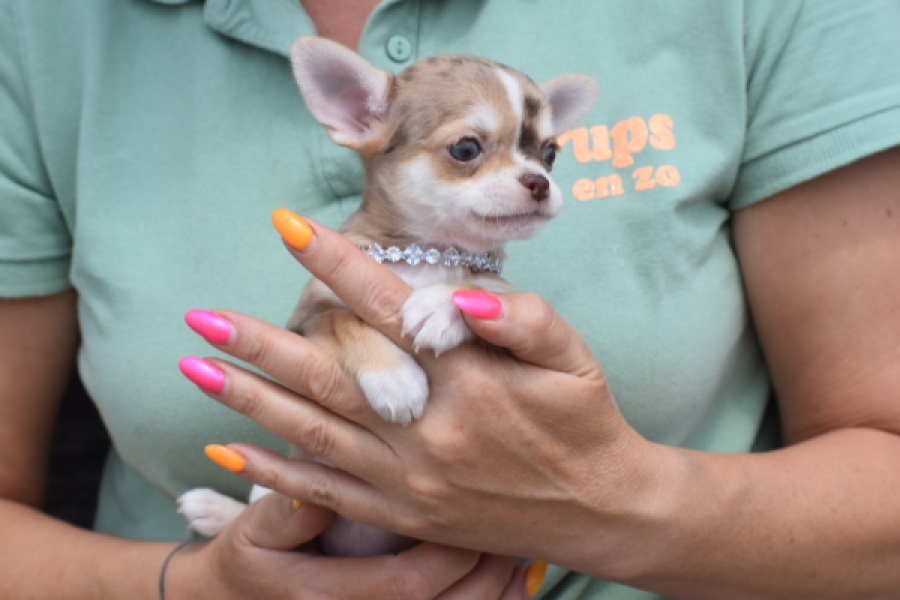 Chihuahua (teef) 64476