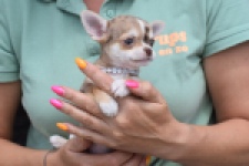 Chihuahua (teef) 64476