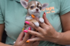 Chihuahua (teef) 64476