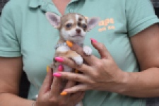 Chihuahua (teef) 64476
