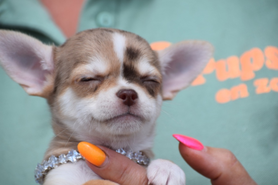 Chihuahua (teef) 64476