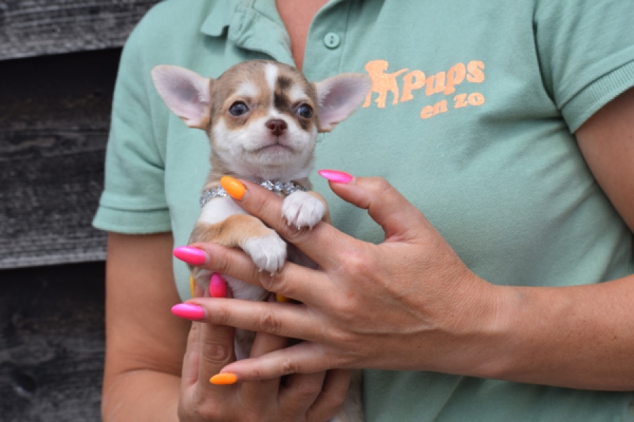 Chihuahua (teef) 64476