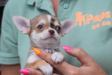 Chihuahua (teef) 64476