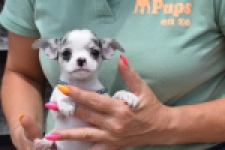 Chihuahua (teef) 64461