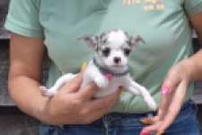 Chihuahua (teef) 64461