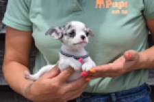 Chihuahua (teef) 64461