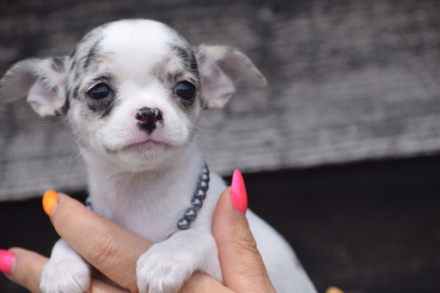 Chihuahua (teef) 64461