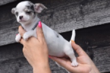 Chihuahua (teef) 64461