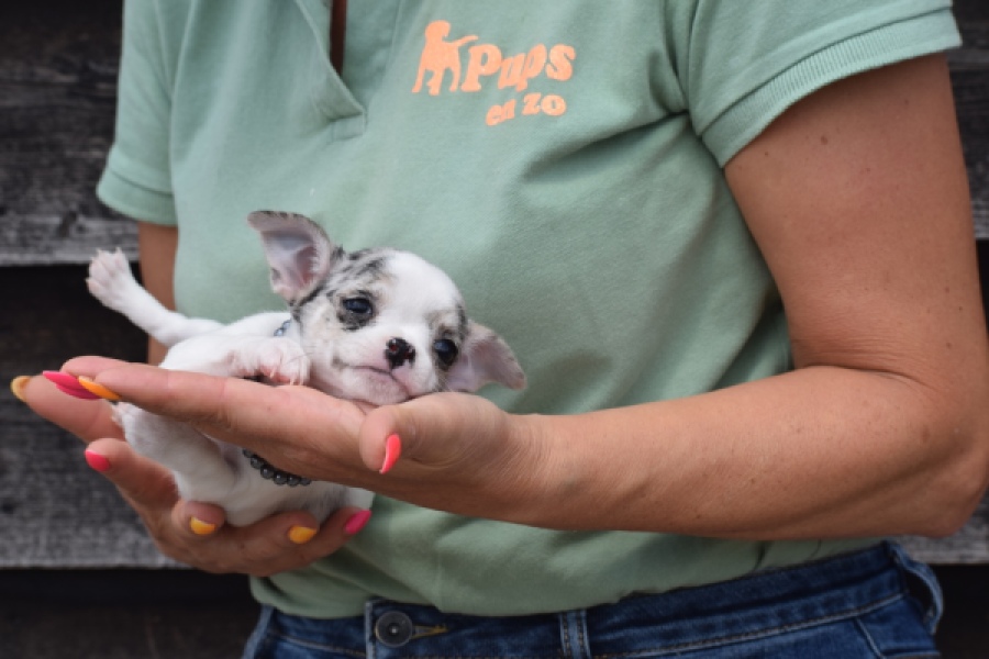 Chihuahua (teef) 64461