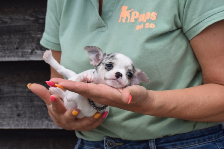 Chihuahua (teef) 64461