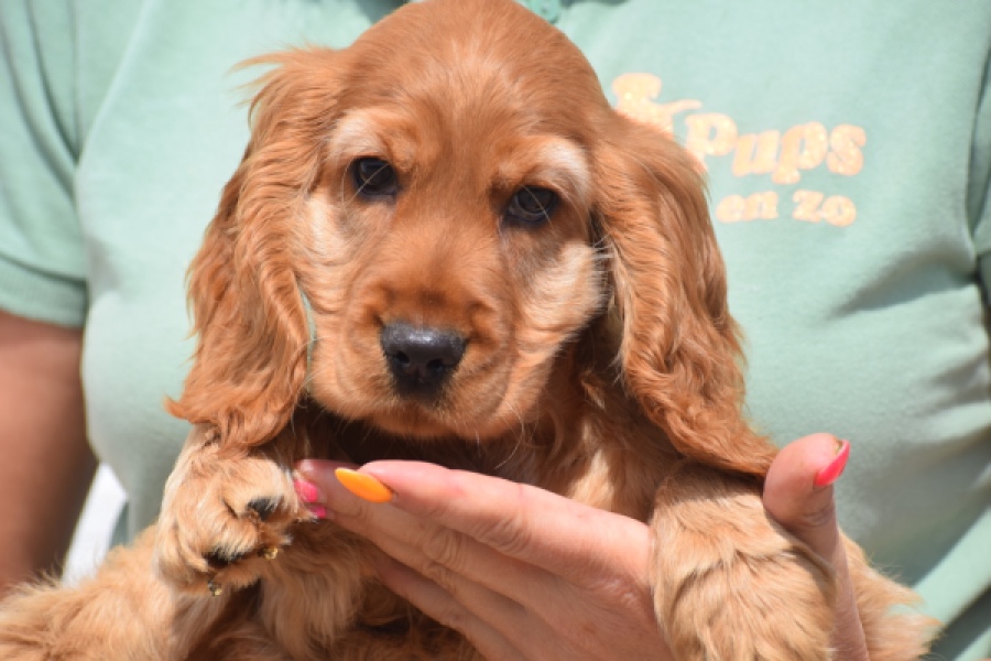 Engelse cocker spaniel (reu) 29162